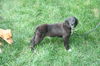 Uc Litter Giselle-PENDING