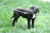 Uc Litter Giselle-PENDING