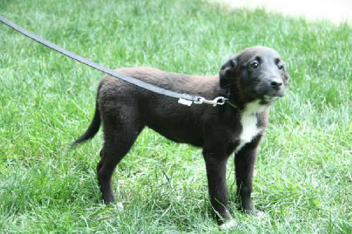 Uc Litter Giselle-PENDING