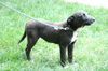 Uc Litter Giselle-PENDING