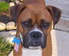 Wc Litter - Ms Roxy ADOPTED 08.08.11