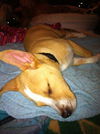 Wc Litter-Ian - ADOPTED 08.08.11