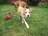 Wc Litter-Ian - ADOPTED 08.08.11