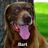 Bart-ADOPTED-11.23.11