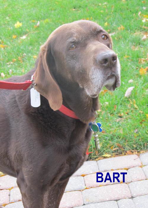 Bart-ADOPTED-11.23.11