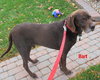 Bart-ADOPTED-11.23.11
