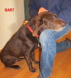 Bart-ADOPTED-11.23.11