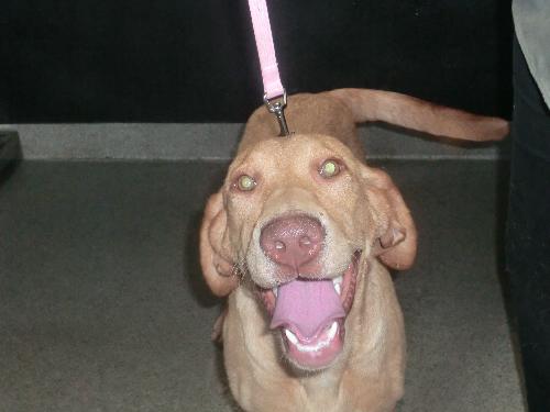 Stella - ADOPTED 8.11.14