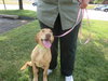 Stella - ADOPTED 8.11.14