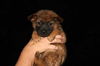 Xc Litter - Cupcake - ADOPTED 08.20.11