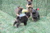 Xc Litter - Gumdrop - ADOPTED 08.20.11