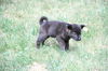 Xc Litter - Sugar Plum - ADOPTED 07.22.11