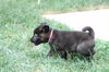 Xc Litter - Sugar Plum - ADOPTED 07.22.11