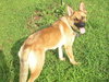 Rhianne - ADOPTED 11.05.11