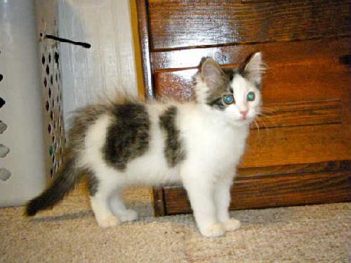 Noah - ADOPTED 09.03.11
