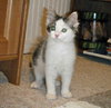 Noah - ADOPTED 09.03.11