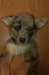 Yc Litter-Trista -PENDING