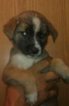 Yc Litter-Sicily-ADOPTED 9.3.11