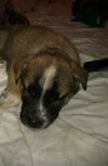 Yc Litter-Sicily-ADOPTED 9.3.11