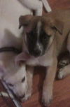 Yc Litter-Sicily-ADOPTED 9.3.11