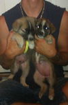 Yc Litter-Verona - ADOPTED 08.15.11