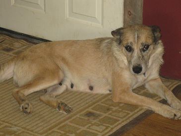 Momma Mia - ADOPTED 4.11.12