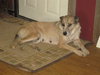 Momma Mia - ADOPTED 4.11.12
