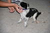 Bd Litter-Sky-ADOPTED-8.13.11