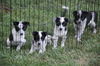 Bd Litter-Sky-ADOPTED-8.13.11