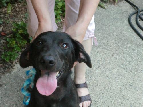 Tilli-Small 30lb lab-PENDING