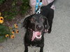 Tilli-Small 30lb lab-PENDING