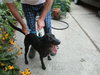 Tilli-Small 30lb lab-PENDING