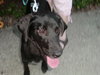 Tilli-Small 30lb lab-PENDING