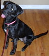Tilli-Small 30lb lab-PENDING