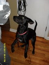 Tilli-Small 30lb lab-PENDING