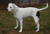 Mia - ADOPTED 02.16.14