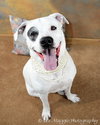 Mia - ADOPTED 02.16.14