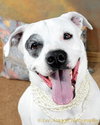 Mia - ADOPTED 02.16.14