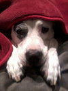 Mia - ADOPTED 02.16.14