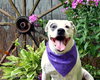 Mia - ADOPTED 02.16.14