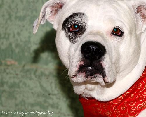 Mia - ADOPTED 02.16.14