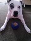 Mia - ADOPTED 02.16.14