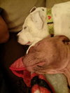 Mia - ADOPTED 02.16.14