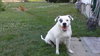 Mia - ADOPTED 02.16.14