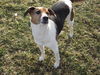 Marissa - ADOPTED 02.16.12