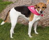 Marissa - ADOPTED 02.16.12