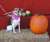 Marissa - ADOPTED 02.16.12