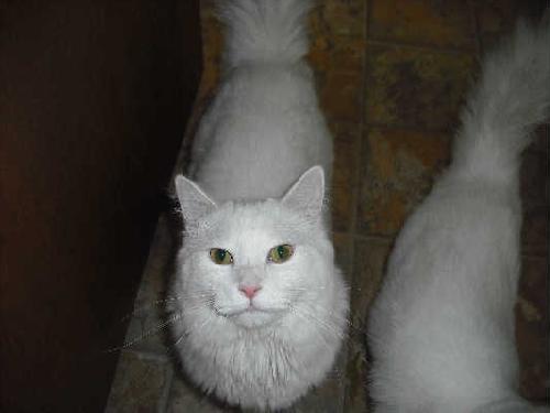 Flurry - ADOPTED 10.02.11