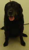 Andie - ADOPTED 09.16.11