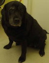 Andie - ADOPTED 09.16.11